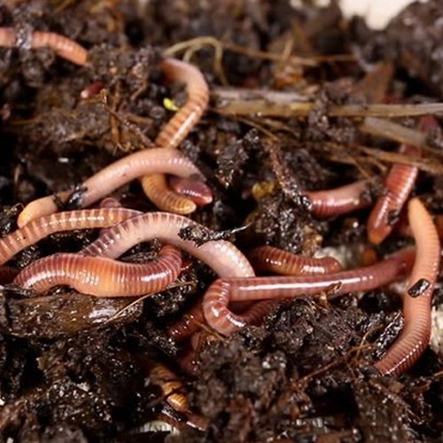 Vermicompost (Earthworm)